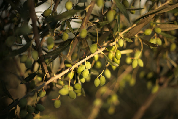 Olive Oil: A Short, Sharp History Of Power, Flavour and Fakery By David Tsirekas