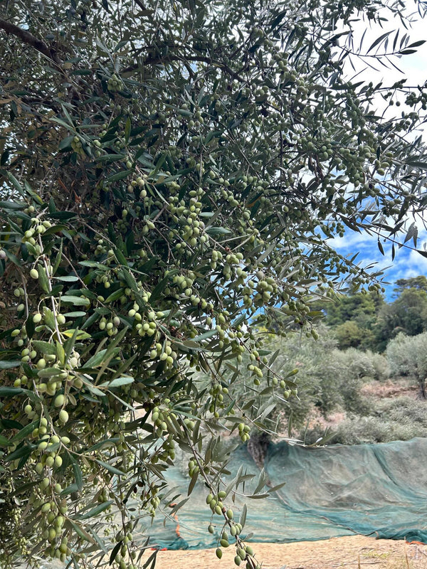 World Olive Tree Day, A Celebration of Heritage, Healing &amp; the Oils We Are Proud to Share