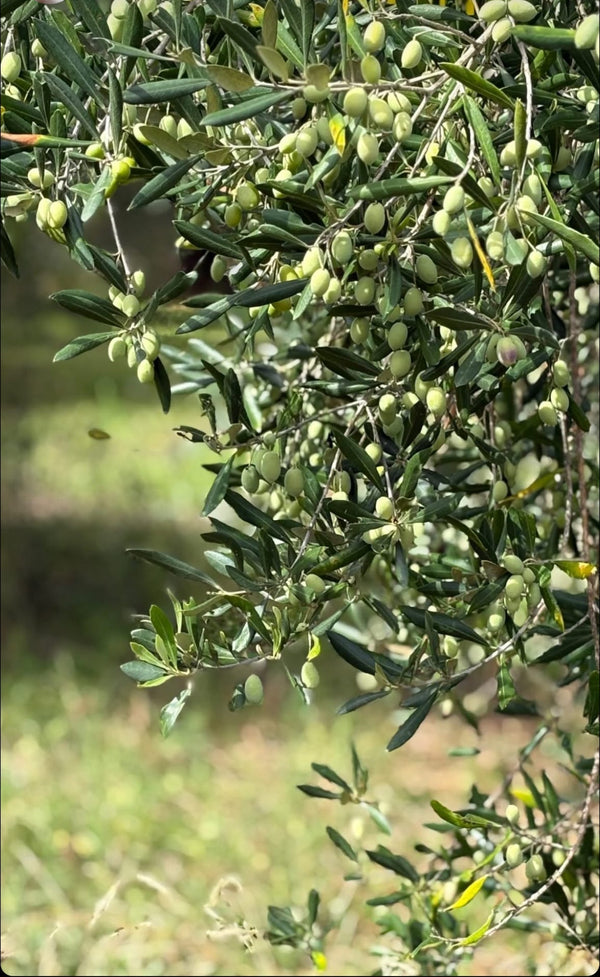 The Olive Oil Harvest: A Season of Hope, Hard Work & Heart