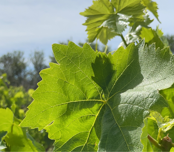 Kontogiannis Family Organic Petimezi Grape Syrup: A Taste of Greek Tradition