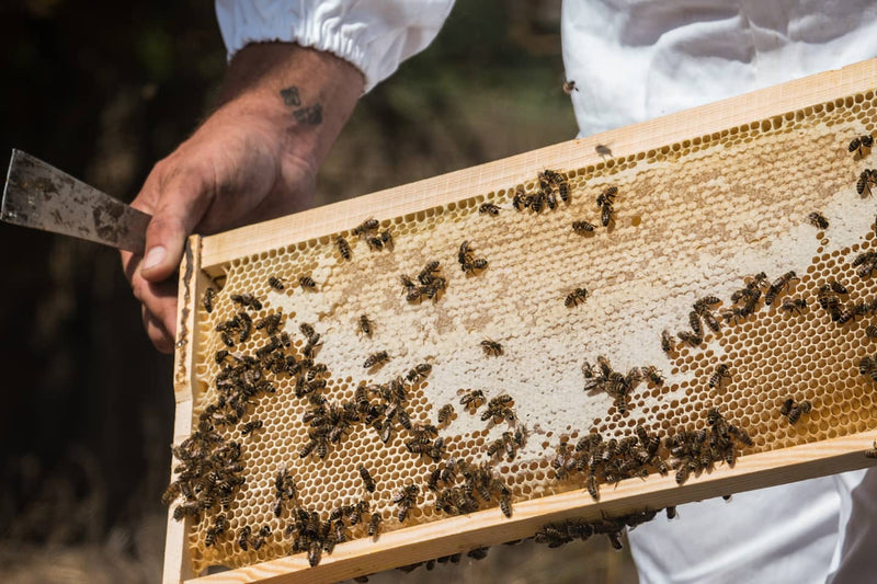 Limited Edition Organic Pine Tree Honey from Thassos 400g