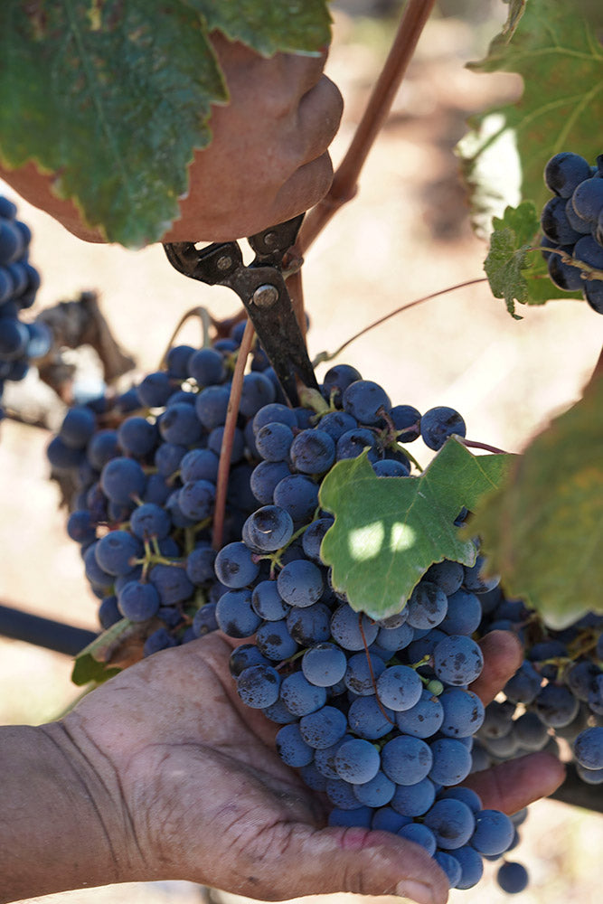 Iri's Vineyard Dry Red Wine – PGI Slopes of Aenos Keflalonia 750ml