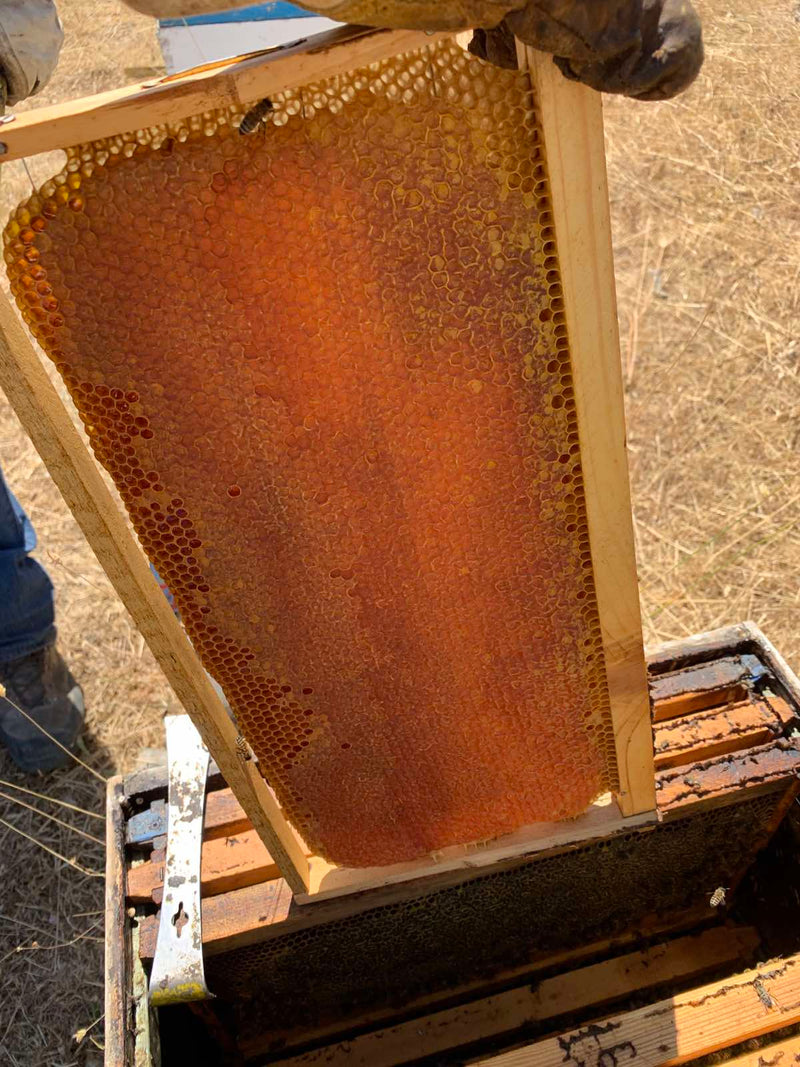 Smari Cretan Pine Thyme Honey PDO - Pefkothymaromelo 460g
