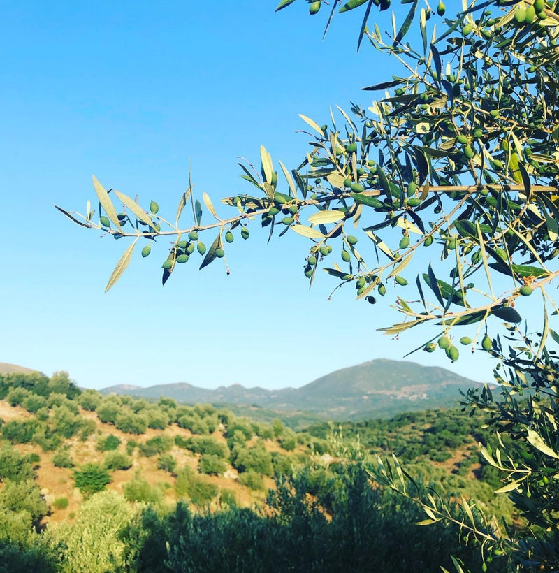 Organic Extra Virgin Olive Oil with Roasted Onion 250ml