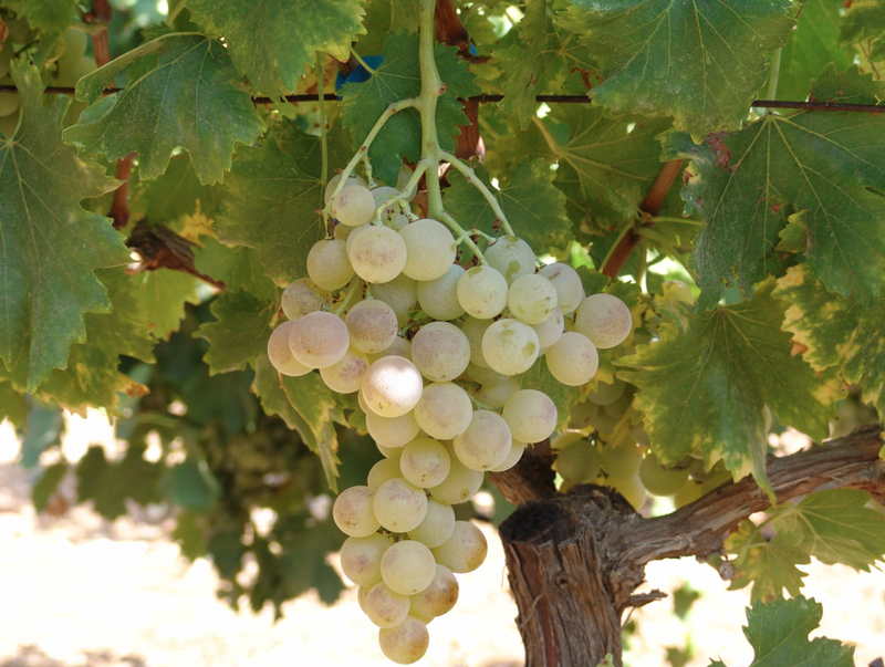 Vidiano Queen White Wine 750ml
