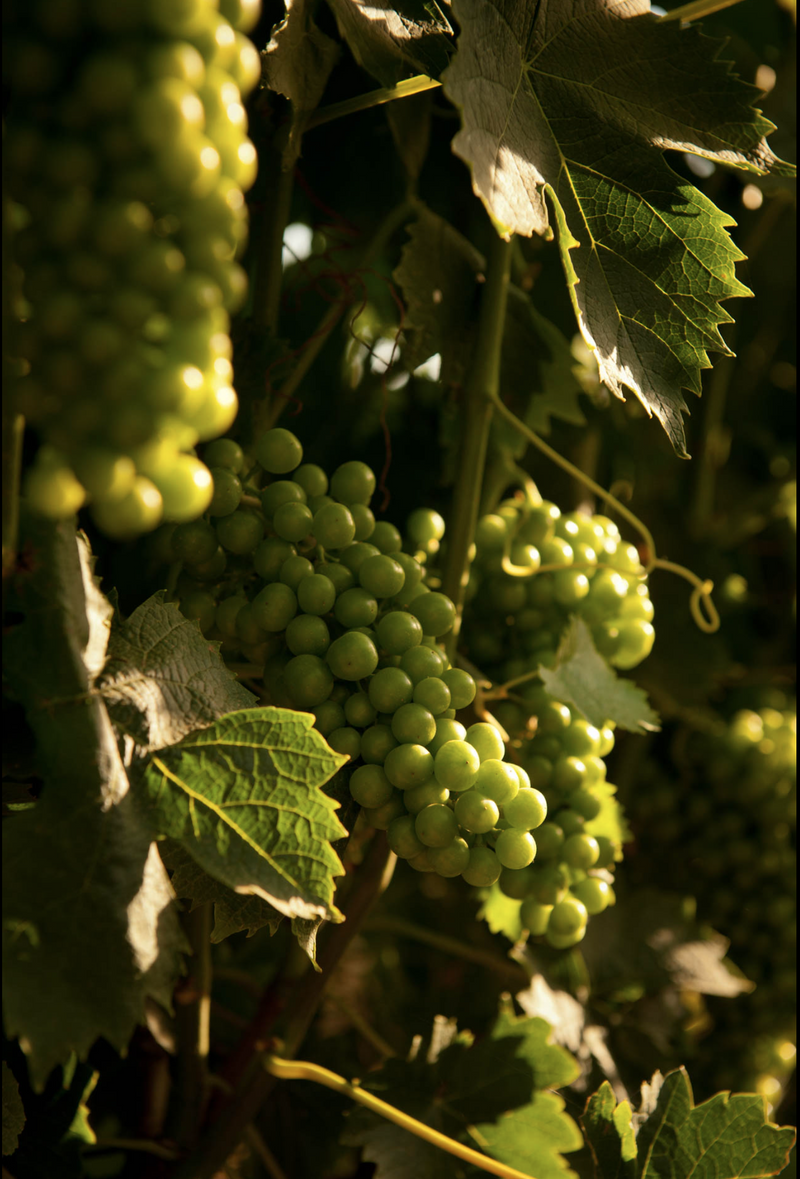 Vidiano Queen White Wine 750ml