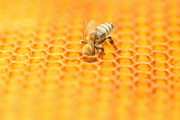 Honey from Wild Flowers Honey Gift Boxed 250g