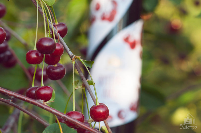 Wild Sour Cherry Liqueur 500ML