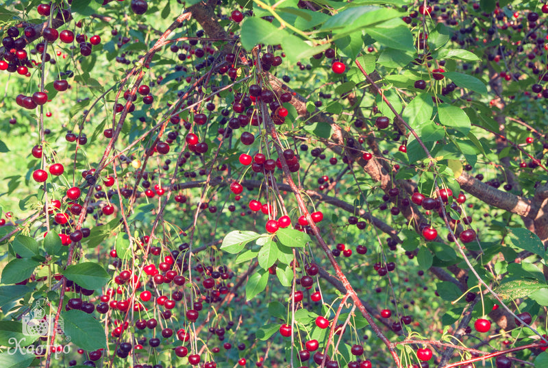 Wild Sour Cherry Liqueur 500ML