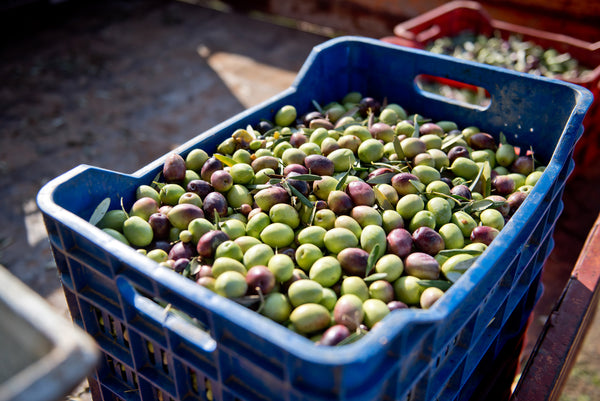 Early Harvest Organic Extra Virgin Olive Oil from Halkidiki 500ml