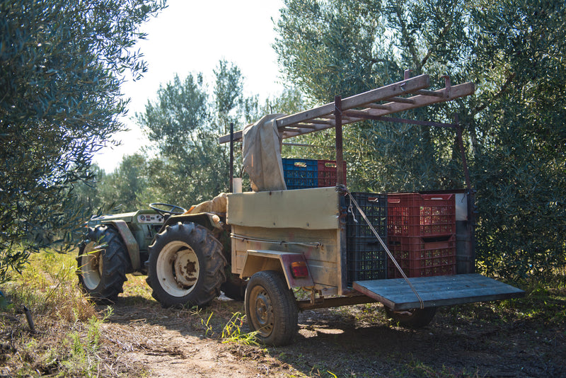 Early Harvest Organic Extra Virgin Olive Oil from Halkidiki 500ml