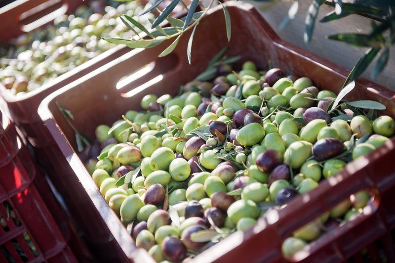 Early Harvest Organic Extra Virgin Olive Oil from Halkidiki 500ml